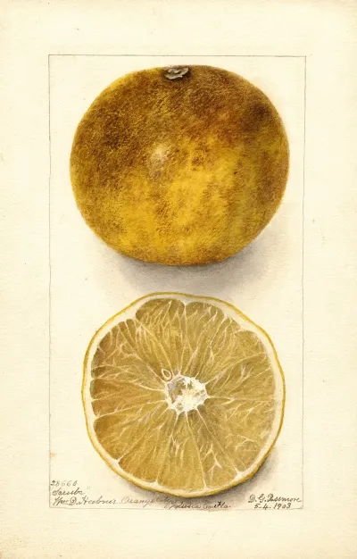 Citrus Paradisi Scrubs