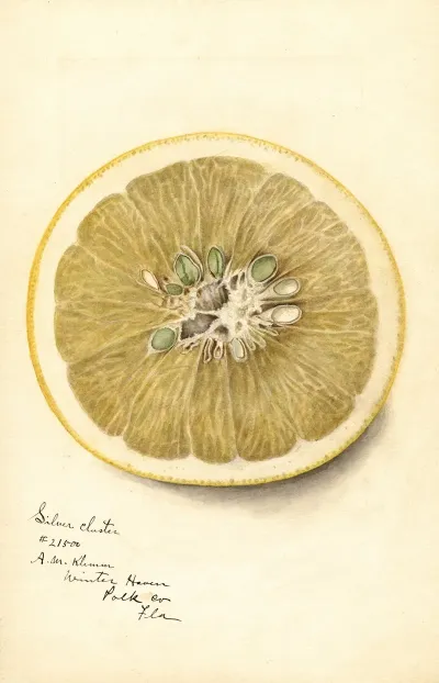 Citrus Paradisi Silver Cluster 3