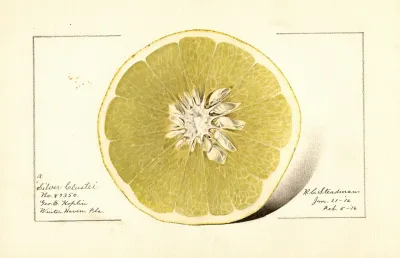 Citrus Paradisi Silver Cluster