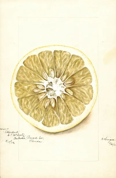 Citrus Paradisi Standard