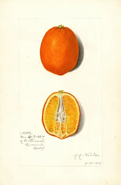 Citrus Sinensis 10