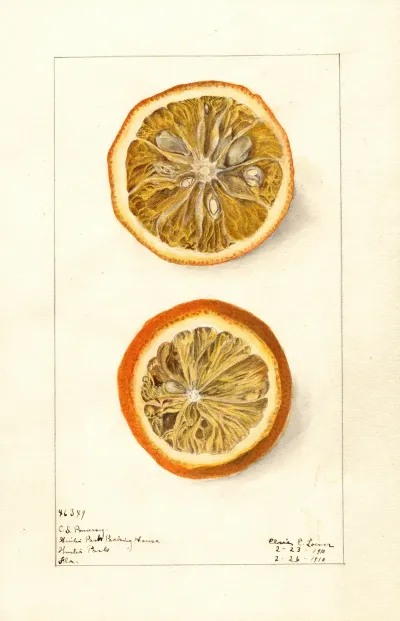 Citrus Sinensis 11