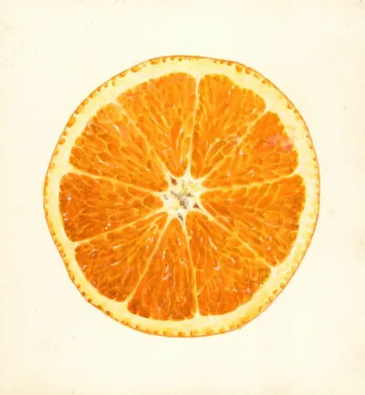 Citrus Sinensis 13