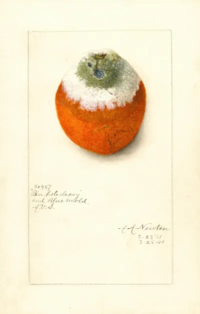 Citrus Sinensis 14