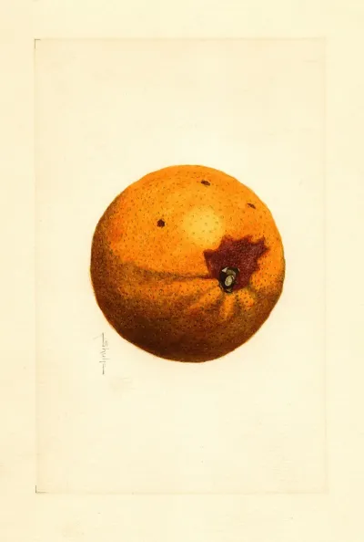 Citrus Sinensis 15