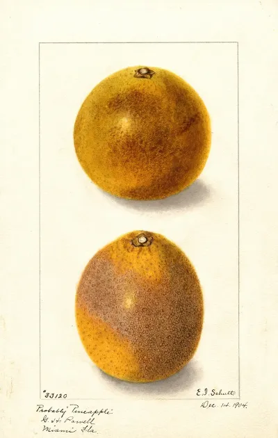Citrus Sinensis 2