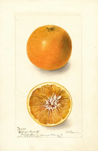 Citrus Sinensis Bishops Favorite