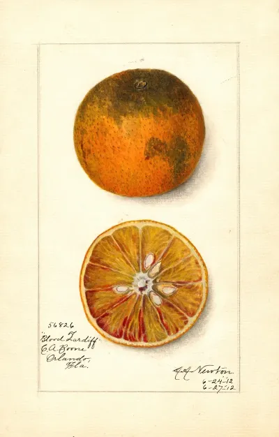 Citrus Sinensis Blood Tardiff