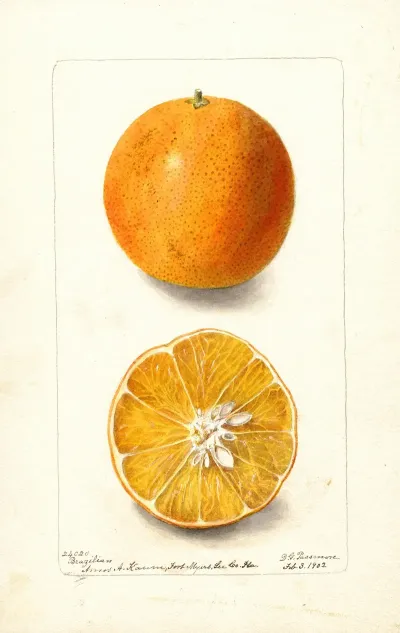 Citrus Sinensis Brazilian