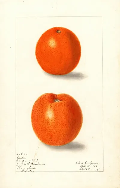 Citrus Sinensis Canton