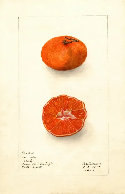 Citrus Sinensis Early Un Shu