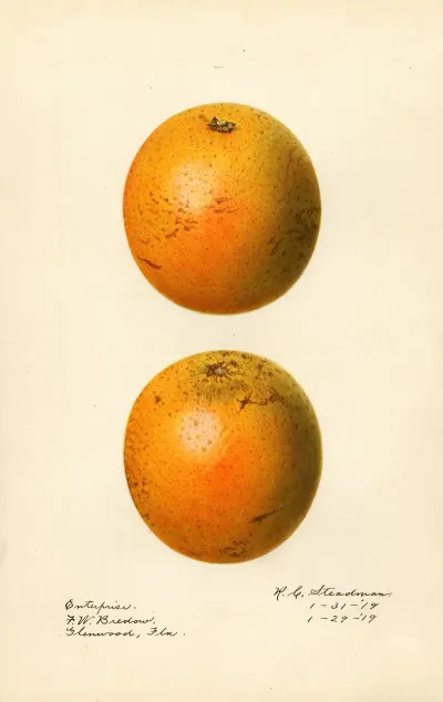 Citrus Sinensis Enterprise