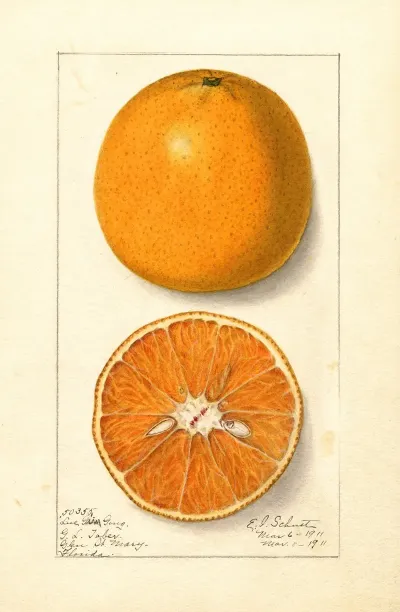 Citrus Sinensis Lue Gim Gong