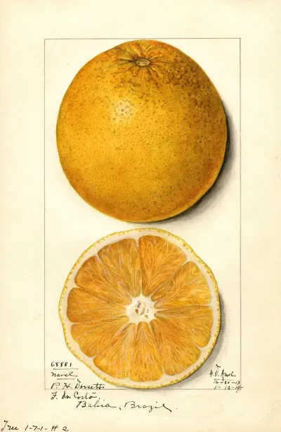 Citrus Sinensis Navel