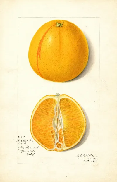 Citrus Sinensis True Eureka