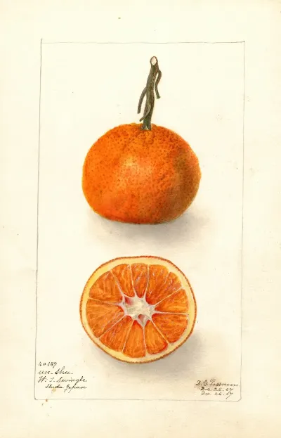 Citrus Sinensis Un Shu