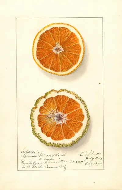 Citrus Sinensis Valencia 12