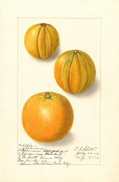 Citrus Sinensis Valencia 2