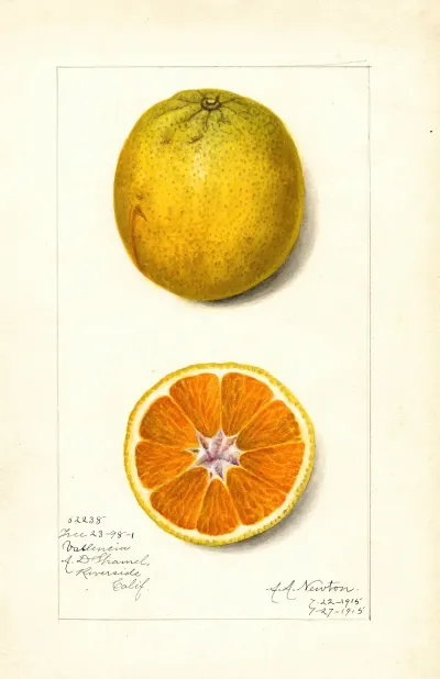 Citrus Sinensis Valencia 8
