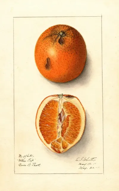 Citrus Sinensis Washington Navel 10