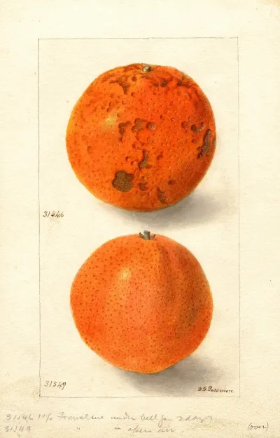 Citrus Sinensis Washington Navel 11