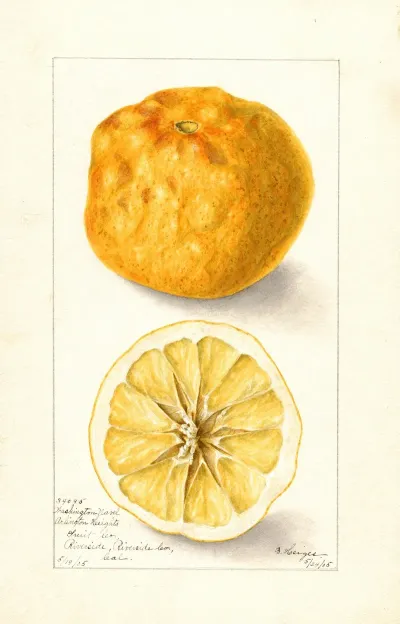 Citrus Sinensis Washington Navel 13