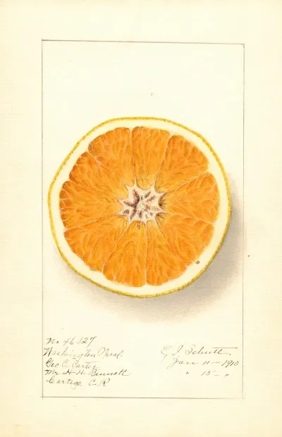Citrus Sinensis Washington Navel 14
