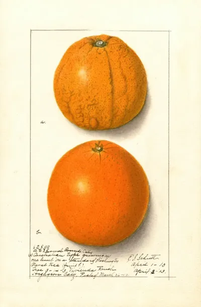 Citrus Sinensis Washington Navel 16