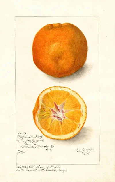 Citrus Sinensis Washington Navel 2