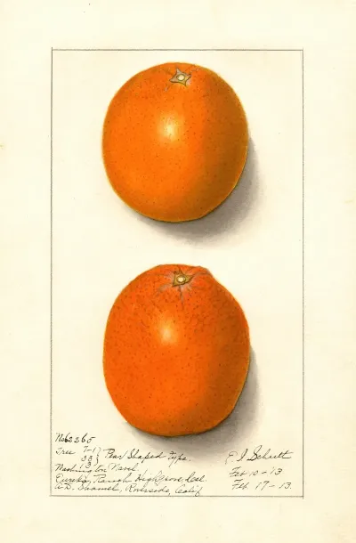 Citrus Sinensis Washington Navel 6