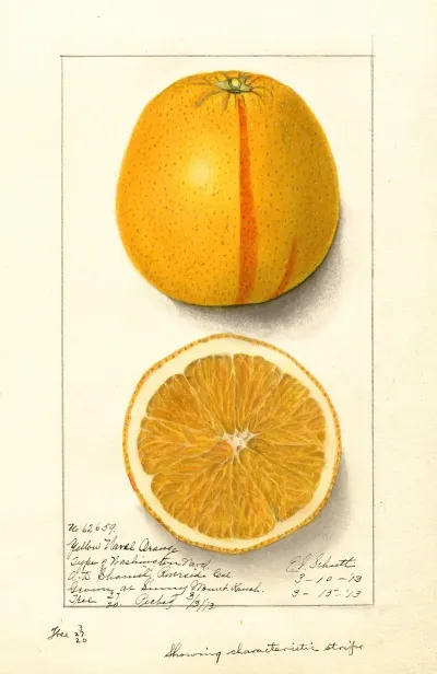 Citrus Sinensis Washington Navel 7