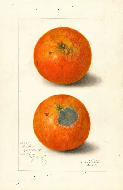 Citrus Sinensis Washington Navel