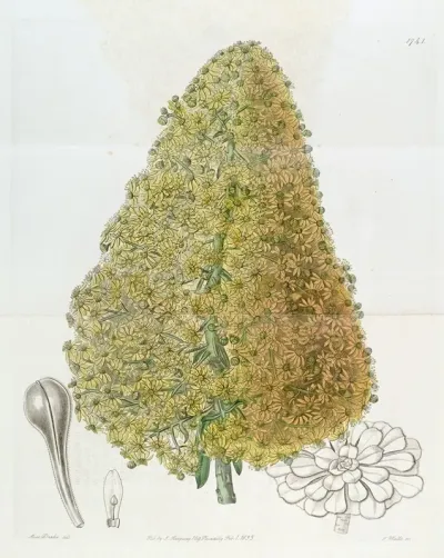 City Houseleek