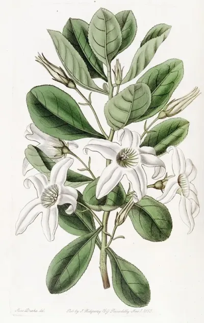 Clammy Anthocercis
