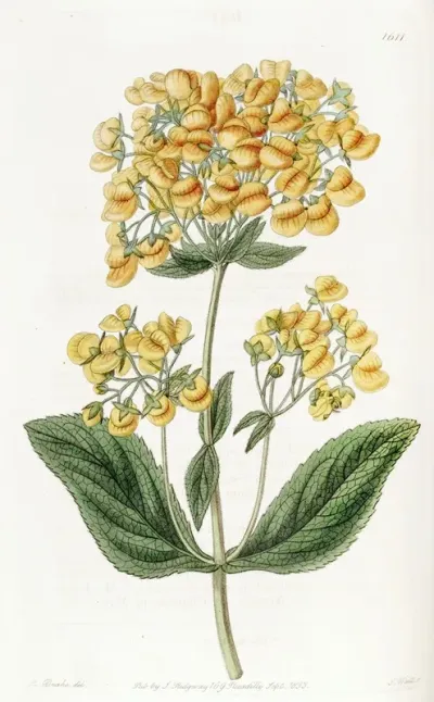 Clammy Calceolaria