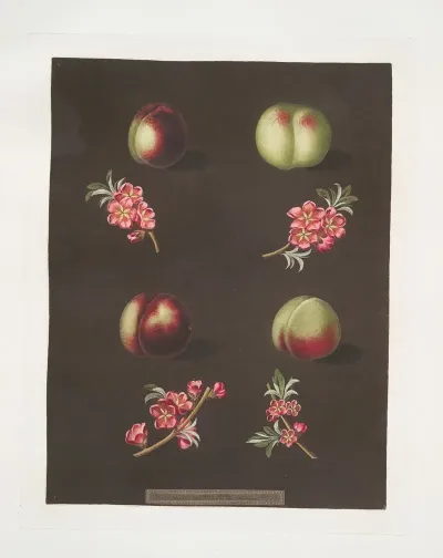 Claremont Homertons White Fords Black And The Genoa Nectarines