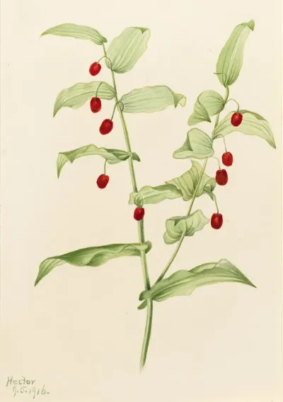 Clasping Twisted Stalk Streptopus Amplexifolius