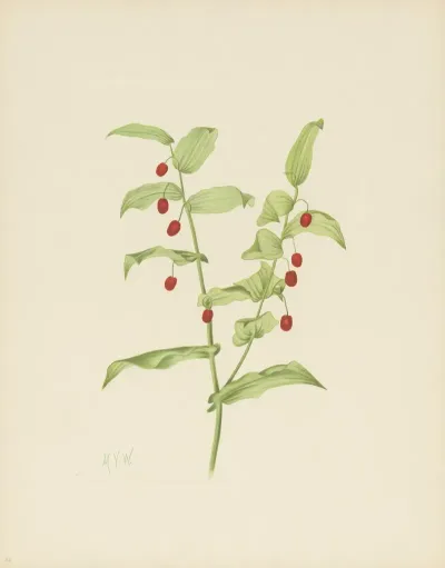 Clasping Twistedstalk Streptopus Amplexifolius 2