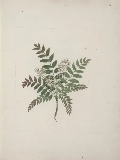 Clausena Anisata Willd Benth Mosquito Plant