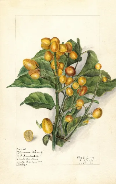 Clausena Lansium Whampi