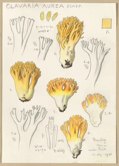 Clavaria Aurea Schff
