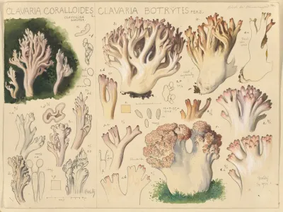 Clavaria Coralloides Clavaria Botrytes