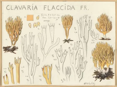Clavaria Flaccida
