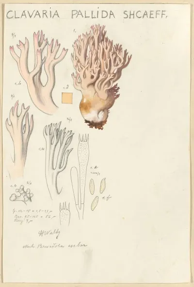 Clavaria Pallida Shcaeff