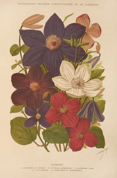 Clematis 2