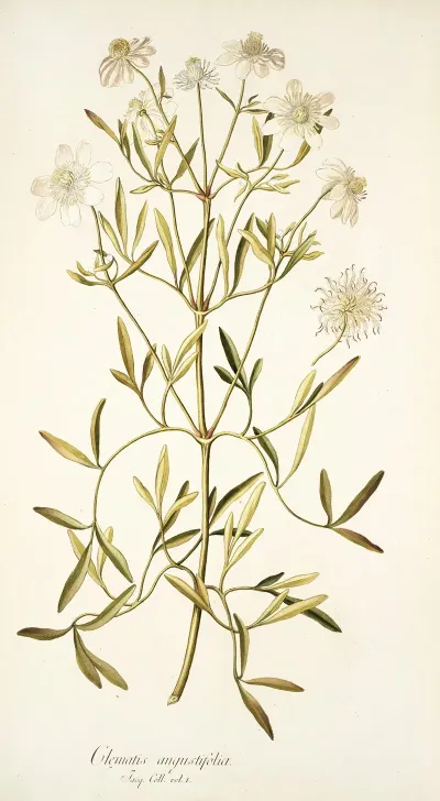 Clematis Angustifolia