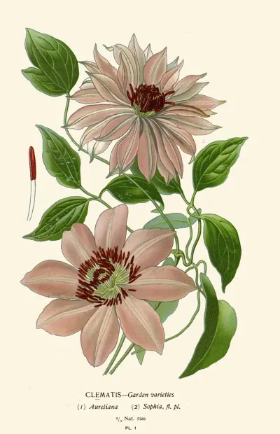 Clematis Garden Varieties