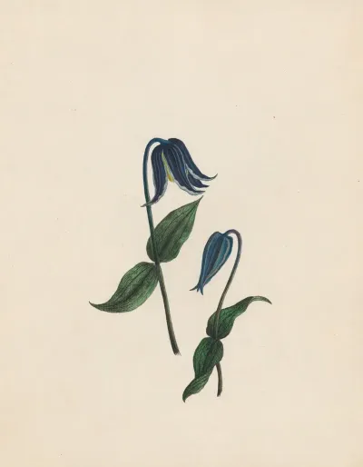 Clematis Virgins Bower Germany