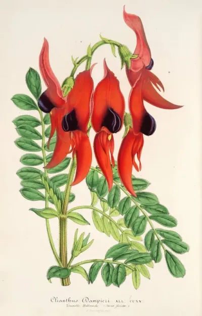 Clianthus Dampieri
