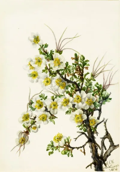 Cliffrose Cowania Stanshuriana